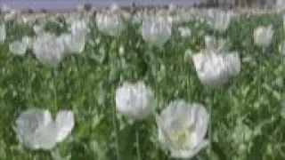 Opium poppies bloom as harvest season nears in Afghanistan