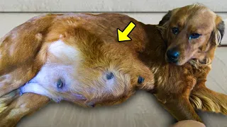 She Adopted a Pregnant Dog on Euthanasia List. When It Later Gave Birth, She Was Shocked!