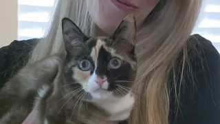 Missing cat found 650 miles away in shipping box
