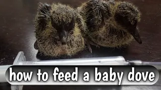 how to feed a baby dove