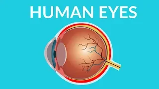 Human Eye Structure and Functions || Human eye video for kids