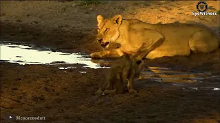 15 Tragic End Of Lion When Choosing Wrong Opponent, Can Lion Survive? | Wild Animal