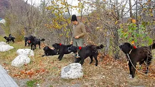 CIOBANESTI CORBI AGRESIVI ADUSI DE LA STANA! CAINI CU ATITUDINE LA BRAN.Mohora Cătălin proprietar.