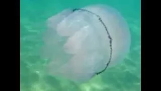 Jellywatch: il polmone di mare