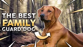 RHODESIAN RIDGEBACK! The Best Family Guard Dog!