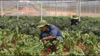 Chuyện nhà nông : Chăm sóc cây rau | Trực tiếp ngày 03/06/2020 trên Radio97