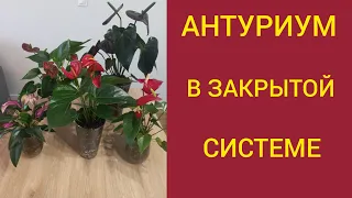 Антуриумы в СТЕКЛЕ. Что нужно знать при выращивании антуриумов в ЗАКРЫТОЙ СИСТЕМЕ?