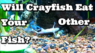 Will Crayfish Eat Your Other Fish?
