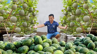 Genius Method to Raise Chickens & Harvest Organic Vegetables on a Freerange Farm! Growing Watermelon