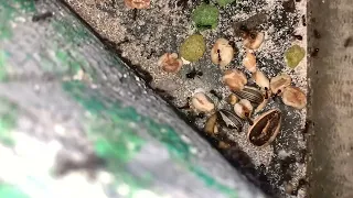 Live feeding of my messor structor colony