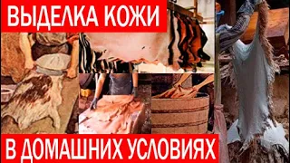 Выделка кожи в домашних условиях. Обработка шкур. Часть 1