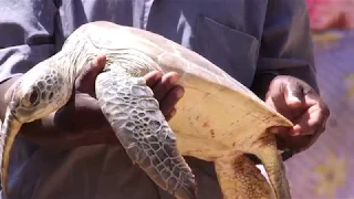 TURTLE RESCUE PART 2 PROMO