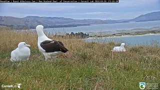 (26.03.2024) Альбатрос. Мама  прилетела  - The albatross. Mom has arrived