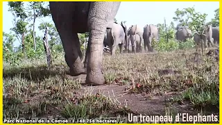 Parc national de la Comoé en Côte d'Ivoire