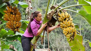 Harvesting Banana Fruit: Process Making Banana Cake To Celebrate New Year 2024