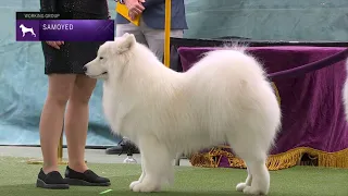 Samoyeds | Breed Judging 2023