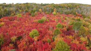 Limerick, Pennsylvania Fall Foliage