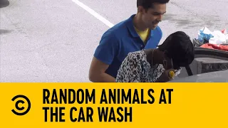 Random Animals At The Car Wash | The Carbonaro Effect | Comedy Central Africa