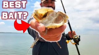 The fishing bait that changed everything...