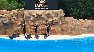 SHOW DE LOS DELFINES LORO PARK 4K