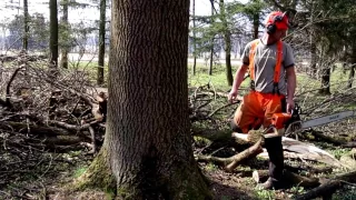 Preparation for felling a tree with a chain saw Stihl MS 460