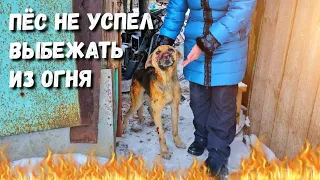 💔😱 Огонь был везде Но пёс не смог убежать Он был закрыт во дворе горящего дома /Help save the dog