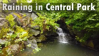 New York City Walking: Raining in Central Park - Binaural ASMR