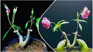 New technique grafting Rose Flower bud with banana | How to graft wild Rose by Flower bud