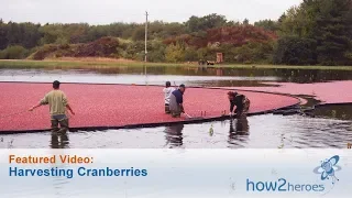 Harvesting Cranberries - Farm Tour
