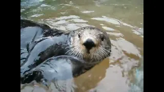 Sea otters Thats obi one kenobi