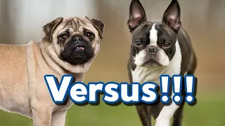 Common Health Issues In The Boston Terrier & Pug Dog Breeds