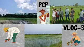 PCP Vlog || Paddy Transplanting🌾||GBPUAT ||Pantnagar