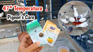 High Temperature🌡️ Mai Breedar Or Parwazi Kabootaron Ki Care || Nasir Pigeons Official