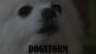 Gabe the Dog - Dogstorm