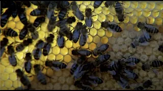 The Spirit of the Beehive (1973) by Víctor Erice, Clip: Fernando tends his beehives/Teresa writes...