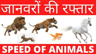 जानवर कितनी तेज दौड़ते हे? | Fastest running speed of animals | Animal speed comparison in km/hour