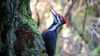 Pileated Woodpecker pecking and calling
