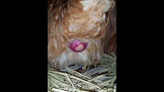 My chicken laying her 5th egg!