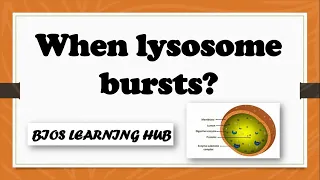 What will happen if a lysosome burst inside a cell?