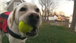 How dogs can sniff out diabetes