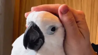 Family loves cockatoo so much she's in their will