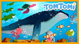 Hoy Hoy! The Ocean Animals🐳 | Kids Song | TOMTOMI