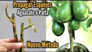 Nuevo método para Propagar esquejes o ramas de aguacate o palta🥑  y árboles Frutales 🍀🍀