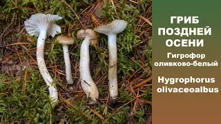 Гриб поздней осени.  Гигрофор оливково-белый -  Hygrophorus olivaceoalbus