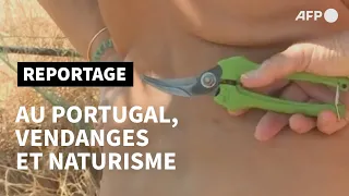 Au Portugal, des naturistes font les vendanges | AFP