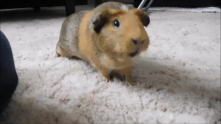 VERY EXCITED GUINEA PIG!