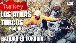 TURQUIA. BATIDAS DE GRANDES JABALÍES‼️JABALIES DE 250 KG.