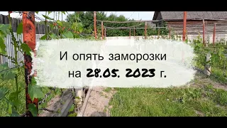 И опять заморозки Беларусь 27.05. 2023 г  Виноград