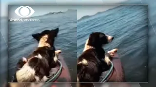 Cão é resgatado por pescador em alto mar no Rio de Janeiro