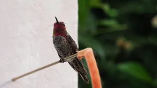 Anna's Hummingbird sounds calls chirping HD close up